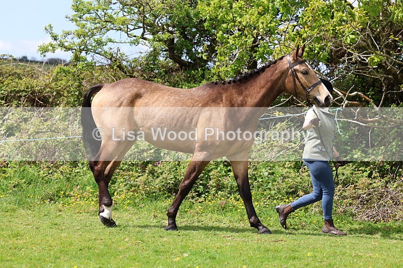 3E7A0429 - Class 20: Sports Horse