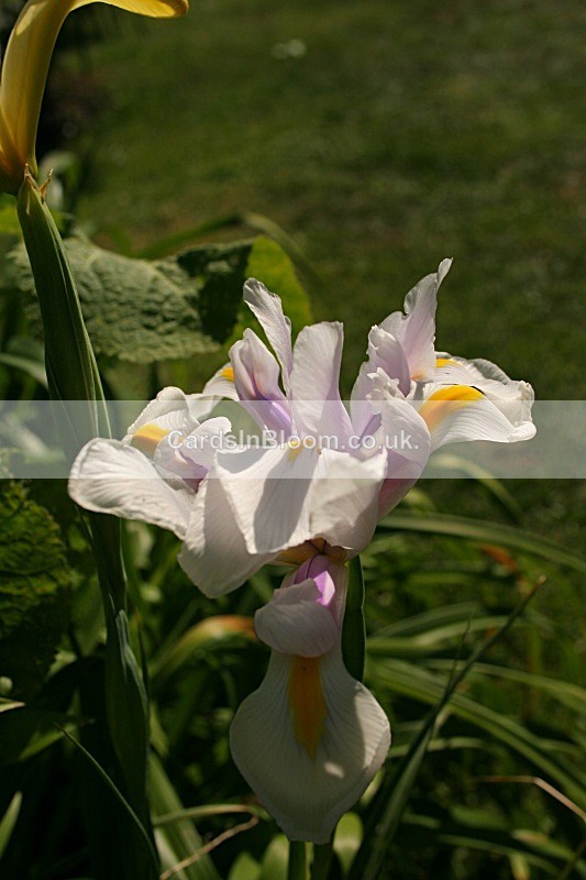 Iris 1070 - IRISES
