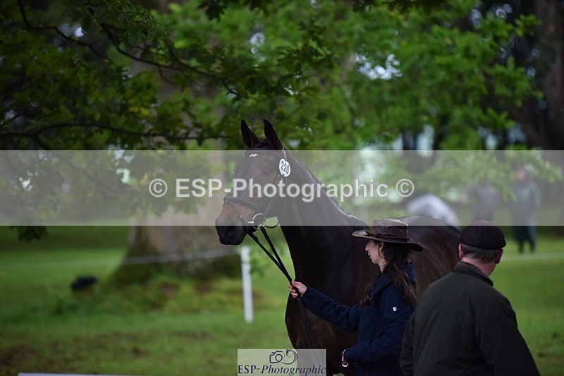 240522-164640-01145 - 220-BALLINAMURRA_FLARE_STAR-Mary_Mason