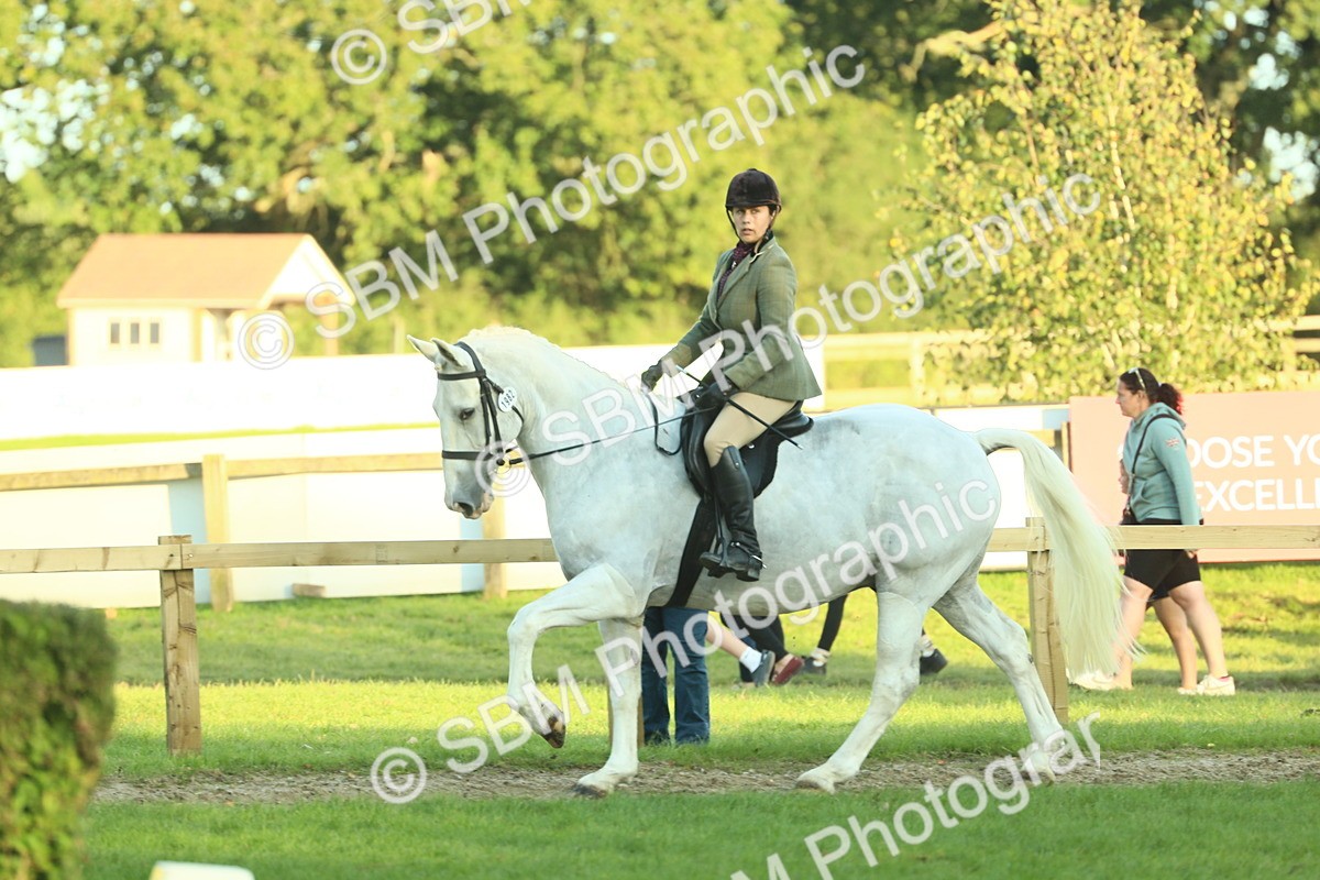 SBM_55569 - S14 - Riding Club Horse