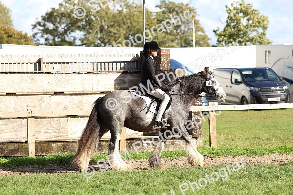 SBM_52351 - S13 - Pony Club Pony