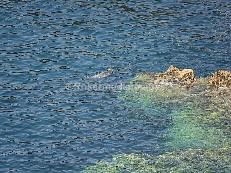 DSC00403 - Skomer 2019