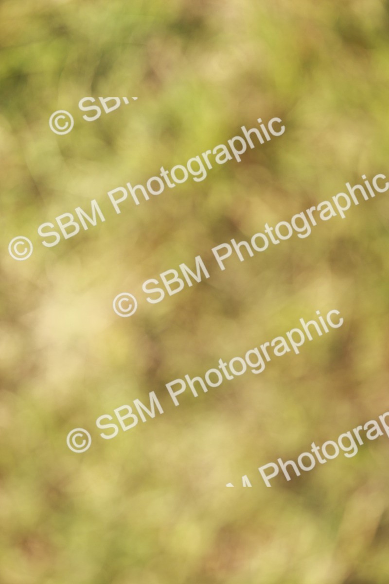SBM_02029 - Class 14-23 - Mountain & Moorland In Hand Non Welsh