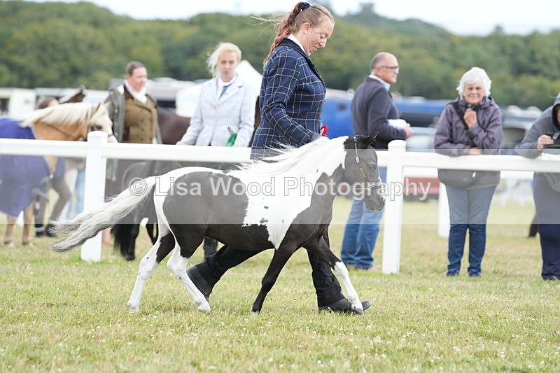 DSC06636 - Miniature Horse Championship