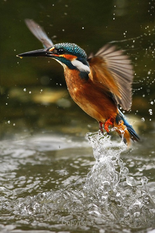 2 KIng - Kingfishers