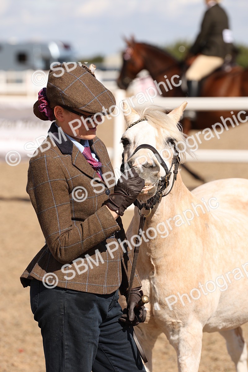 SBM_13954 - Class 205 - IH Show Pony - Show Hunter Pony