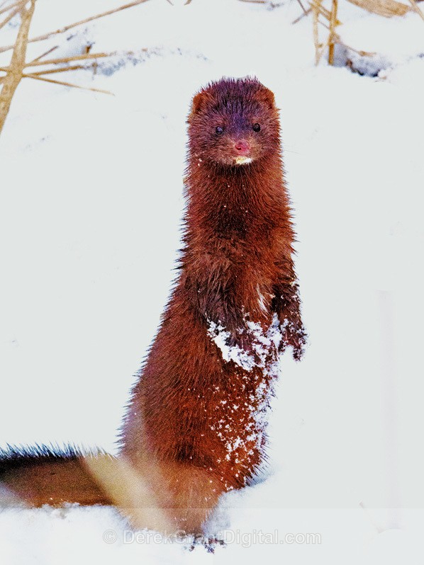 American Mink Mustela vison - Mammals, Reptiles & Amphibians