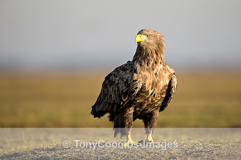 White-tailed Eagle - Eagle Hides