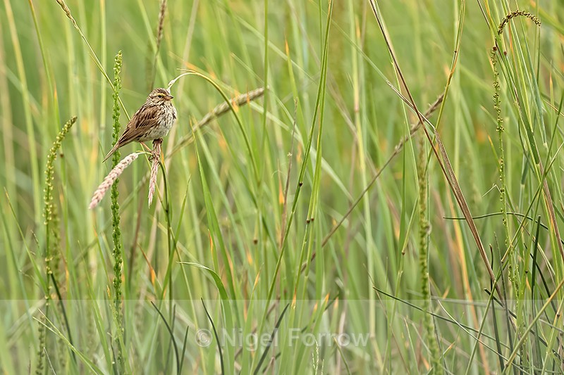 Savannah Sparrow, Silver Salmon Creek, Lake Clark NP, Alaska - Savannah Sparrow