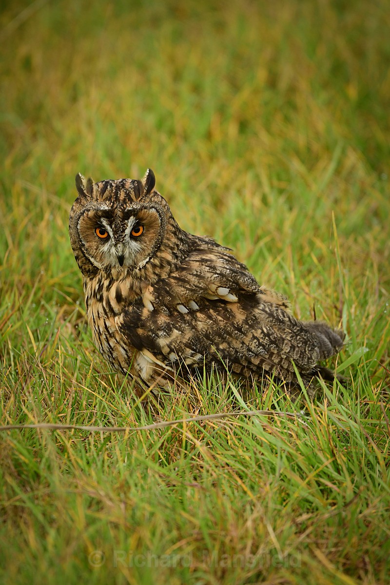 - West of England Falconry