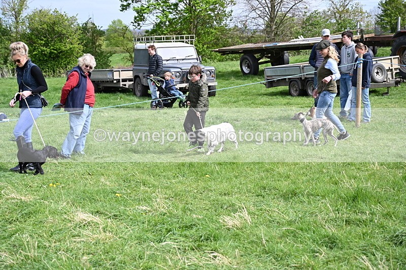 WJ6_8892 - Class 8 Best Working / Gun Dog or Bitch