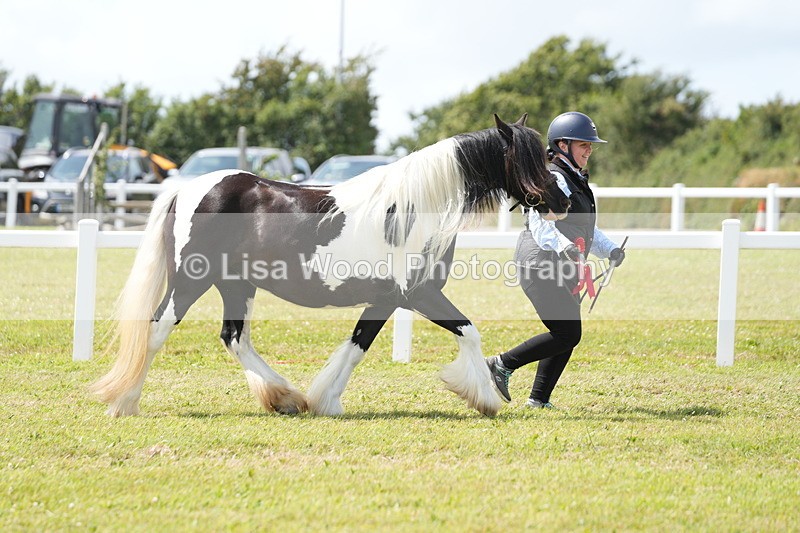 DSC06985 - Class 60: Coloured Pony 4yrs & over