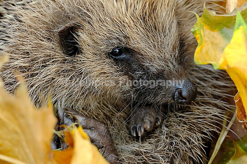  - Wildlife and Nature