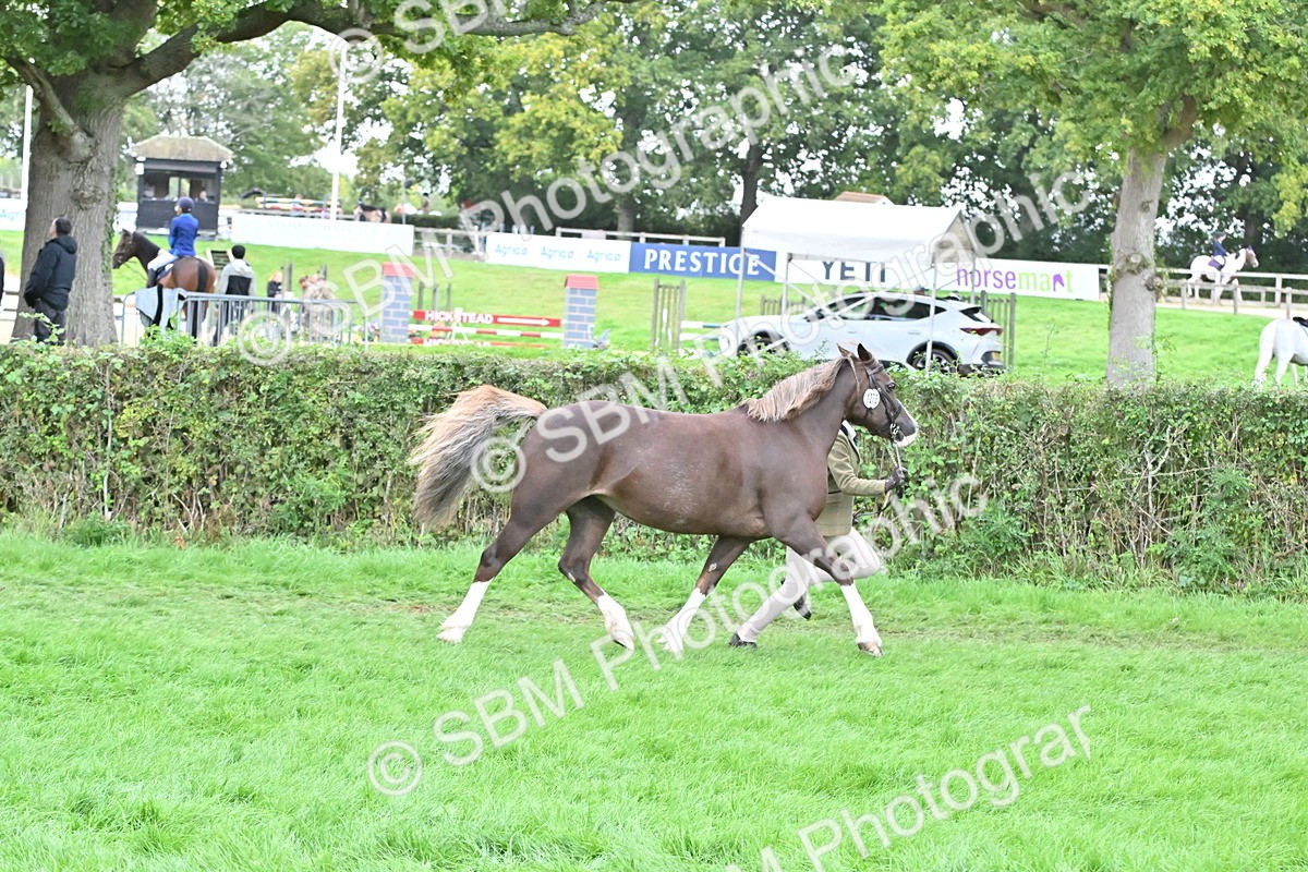 SBM_63231 - S49 - Mountain & Moorland In Hand Large Breeds