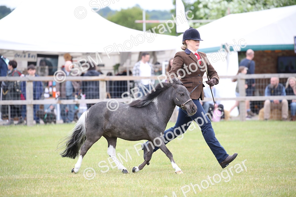 SBM_03994 - Class 23-25 - British Miniature Horse of the Year
