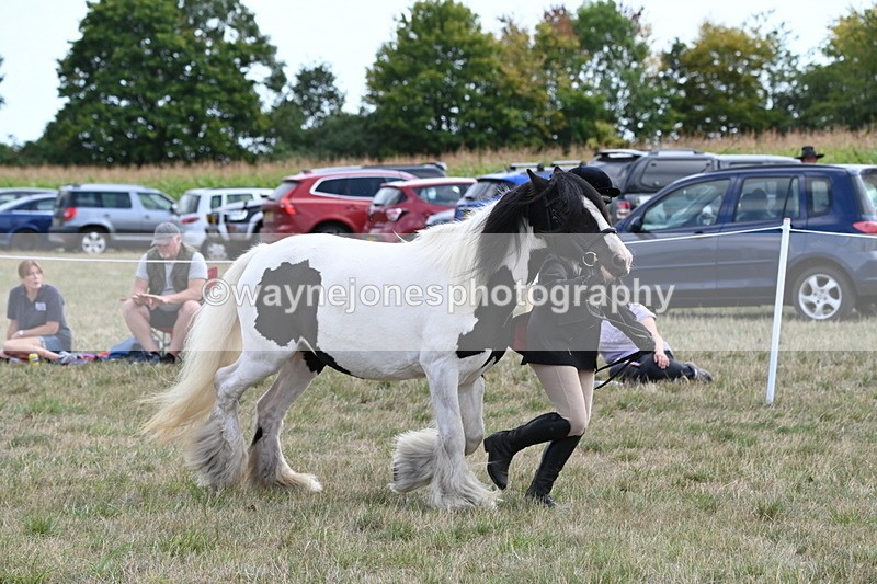WJ6_6647 - Class 20 In-hand Cob