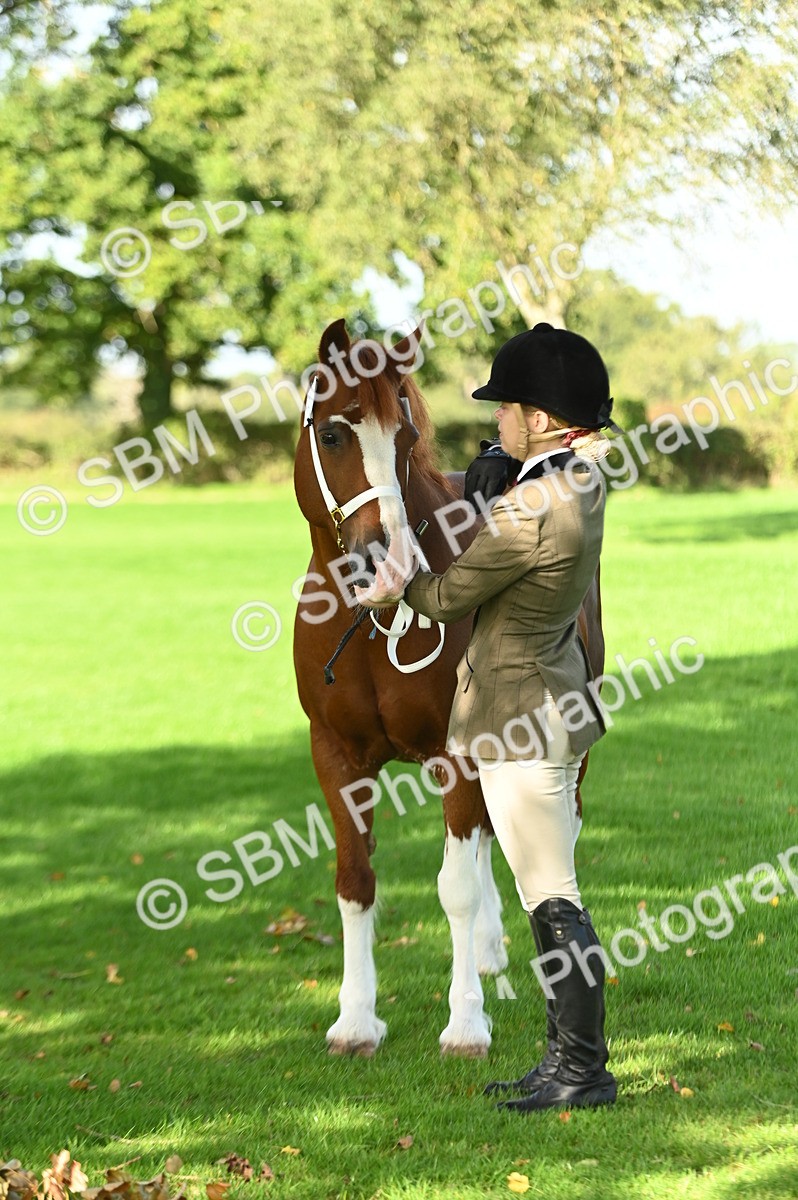 SBM_15881 - S1 - TSR in Hand Horse & Pony Showing