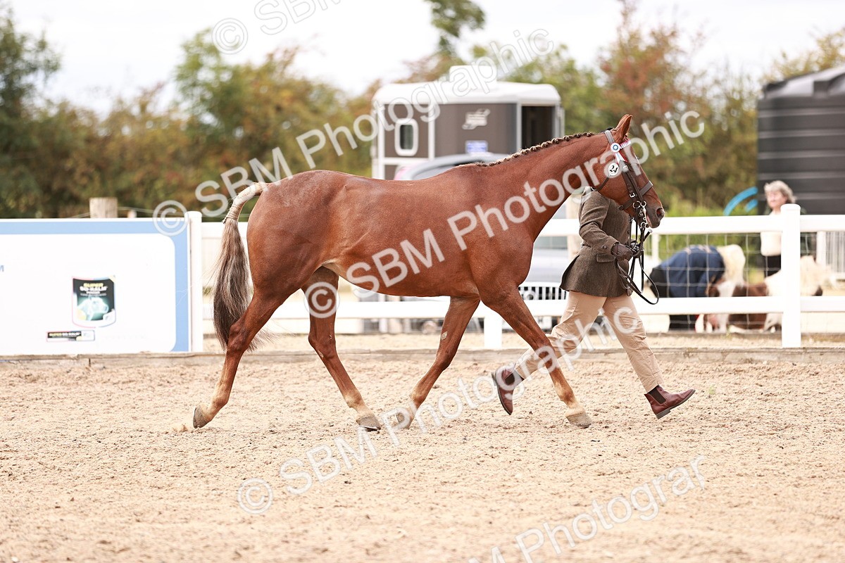 SBM_16284 - Class 413 - Best Condition - Adult