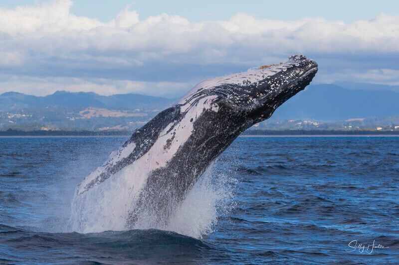 0A3A2403 - 2024 Whale Photos