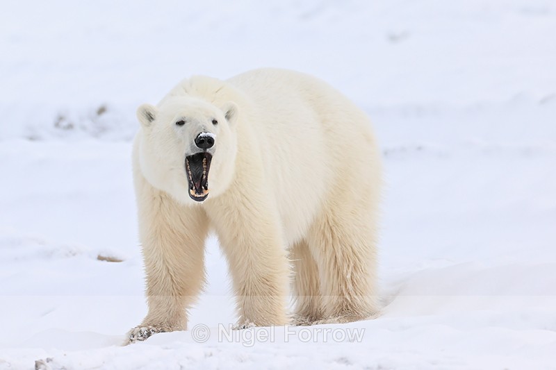Polar Bear yawn, Churchill, Canada - Polar Bear