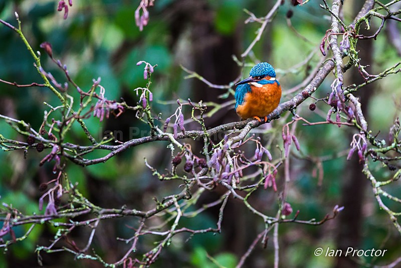 Kingfisher on watch! - Nature