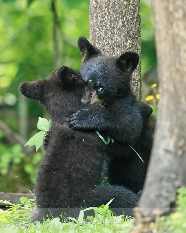 Black Bear cubs play-fighting, Minnesota, USA - American Black Bear