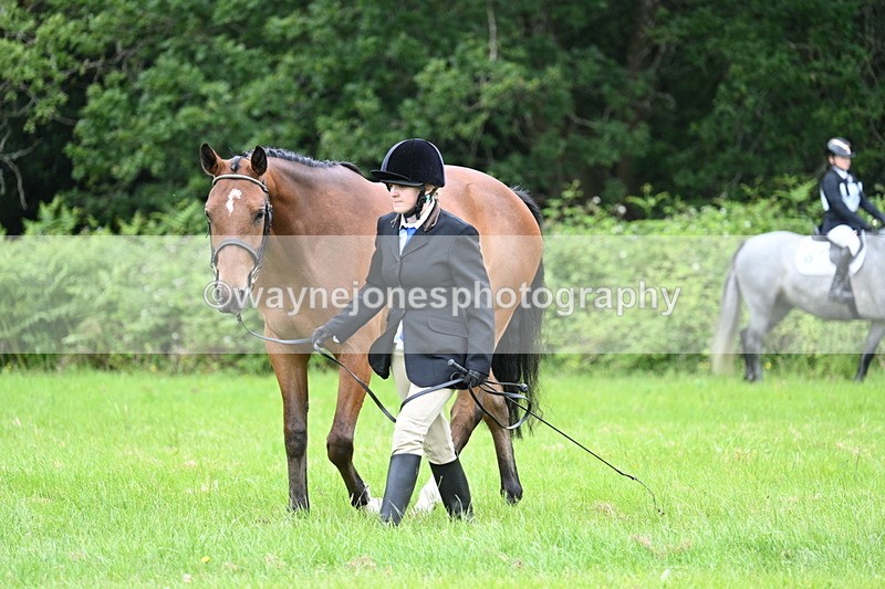WJ7_3804 - Class 14A Handsome Gelding