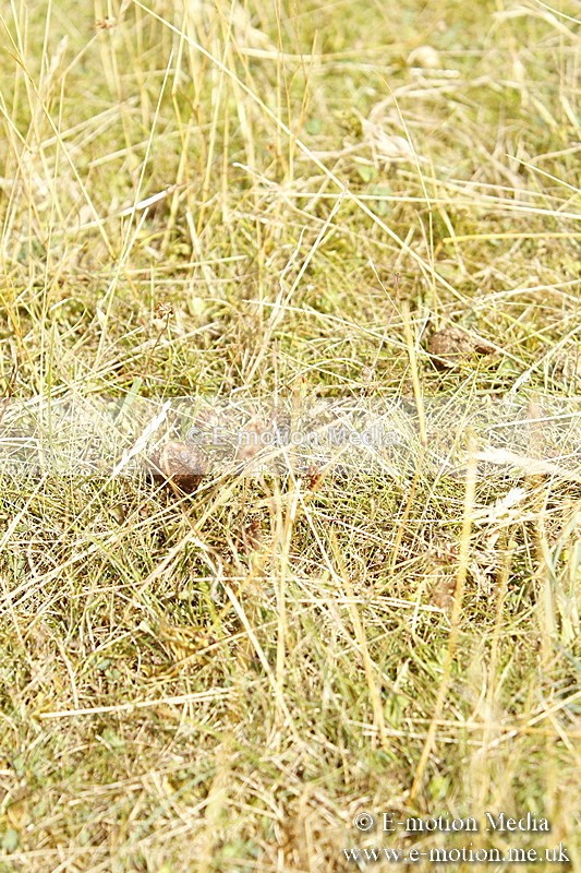 _BS_0513 - BVRC Show 2018 Ring 3