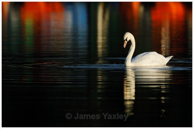 Water Colour Swan - Latest Work