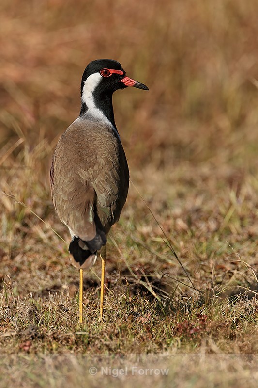 Red-wattled Lapwing, Bandhavgarh, India - Red-wattled Lapwing