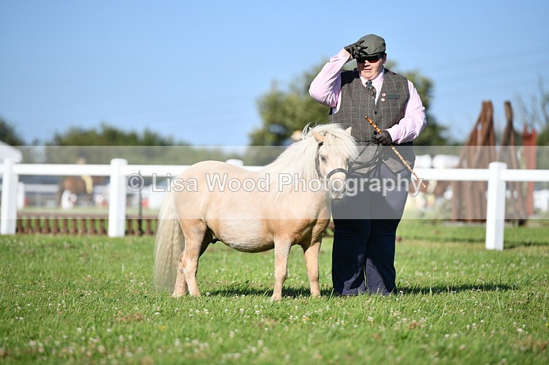 DSC_5551 - Class 49: NPS Shetland Youngstock