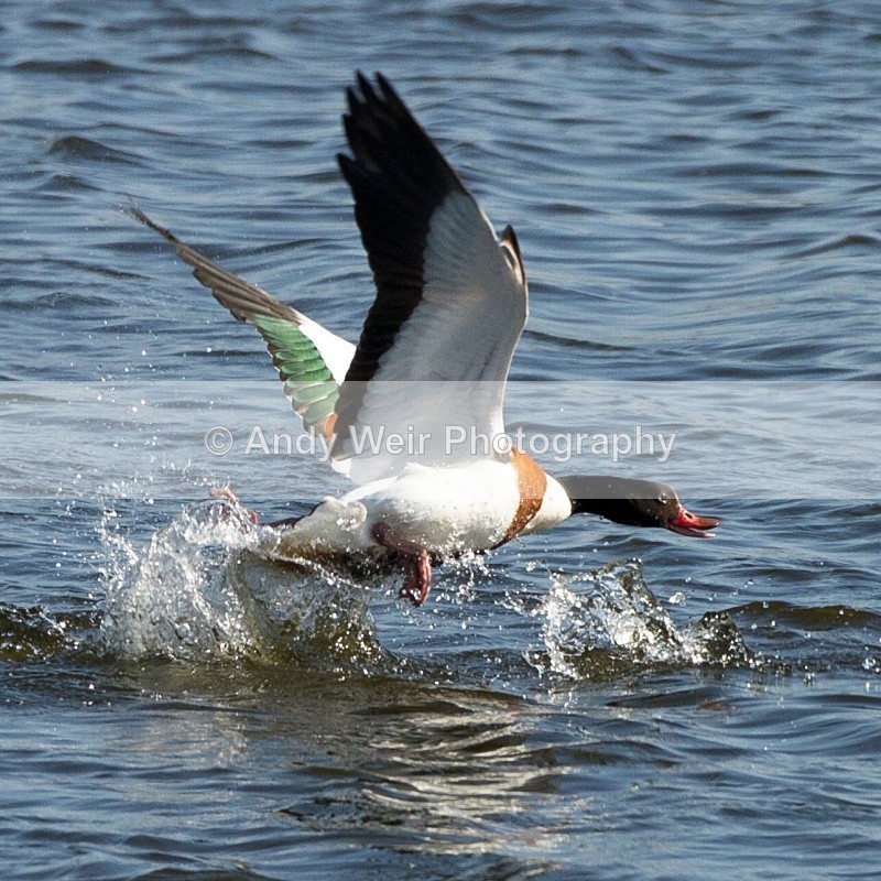 20110409-IMG_3068 - Shelduck