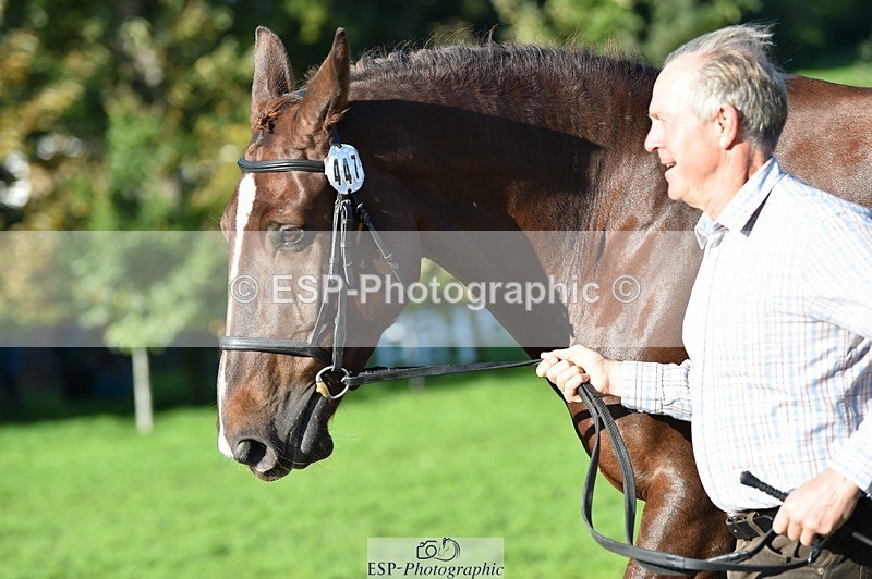 231022-105000-23529 - 447-STALLONE-Andrew.Winterton-TrotUp+SJ