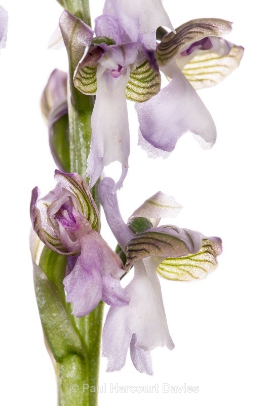  - WB: Orchids - Orchis