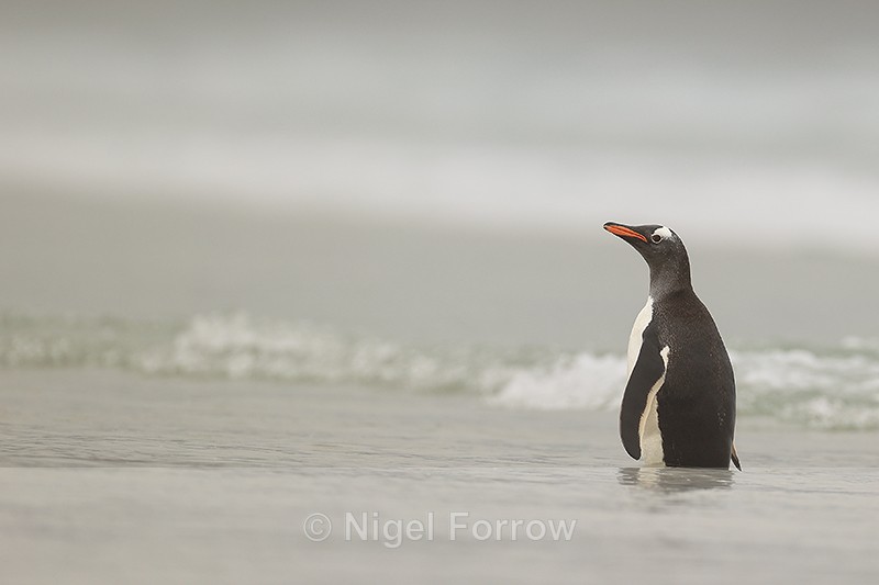 Gentoo Penguin standing in sea, Saunders Island, Falklands - Gentoo Penguin