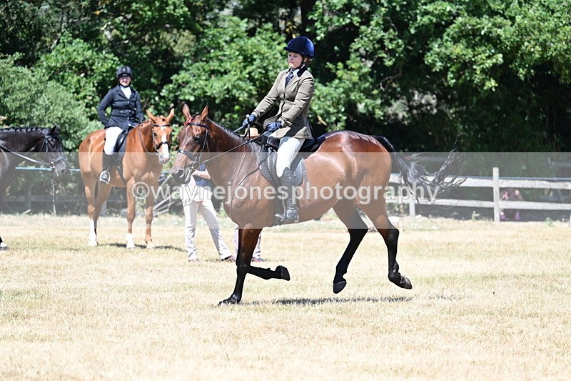 WJ7_3126 - Class 7 Riding Club Show Horse