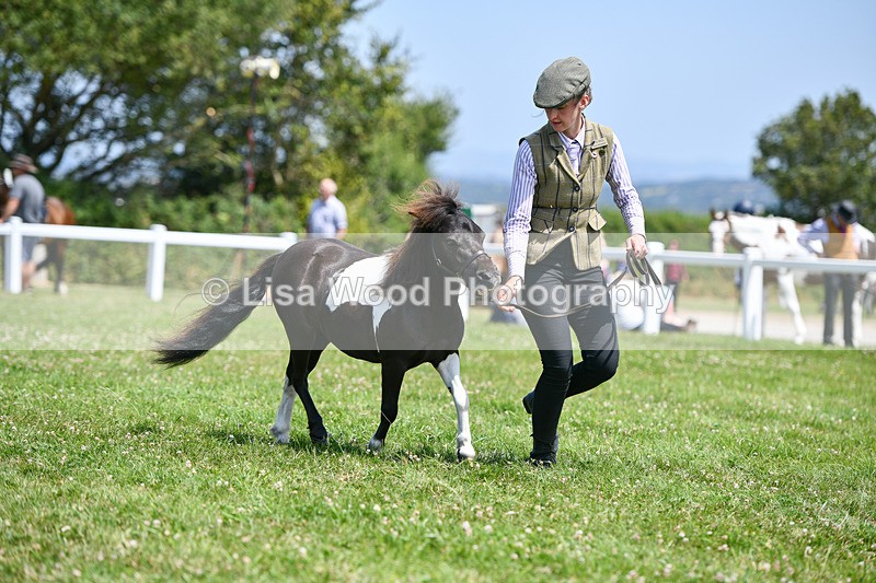 DSC_7387 - Class 62: Coloured Pony Youngstock