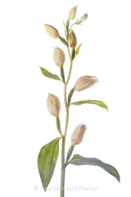  - WB: Orchids - Various