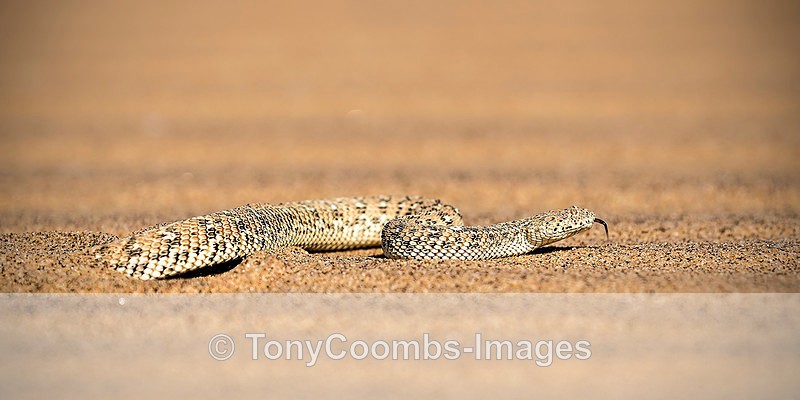 Peringuey's Adder - The Namib Desert