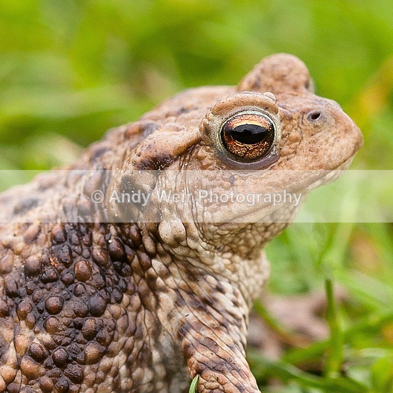 20120311-_MG_9377-1028 - Amphibians