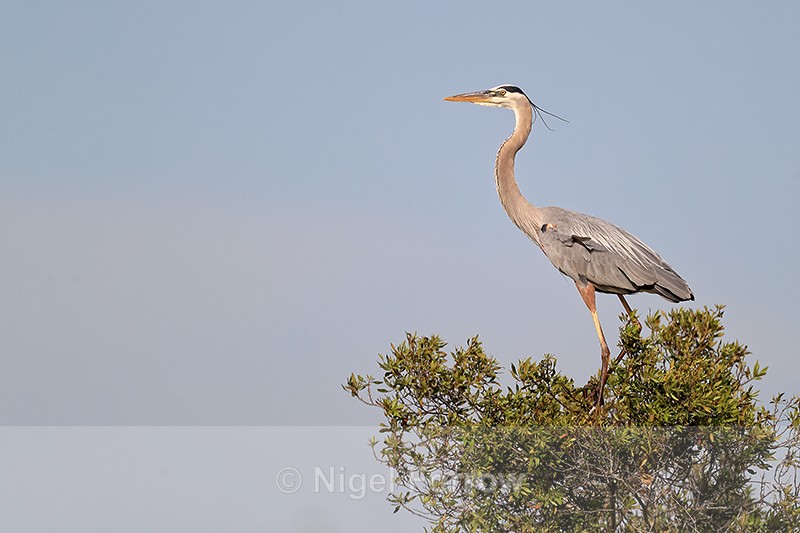 Great Blue Heron on top of bush, Viera Wetlands, Florida - Great Blue Heron