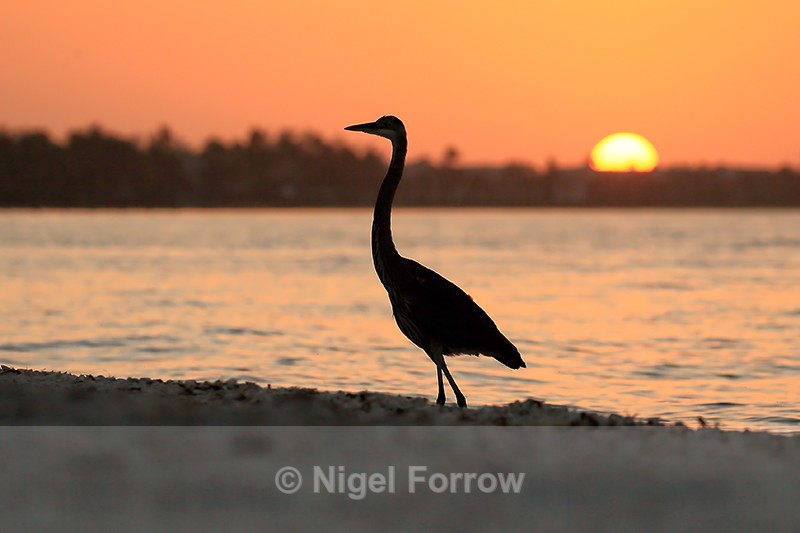 Great Blue Heron silhouette, Sanibel Island, Florida - Great Blue Heron