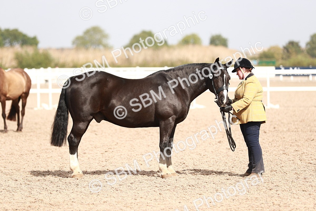 SBM_13242 - Class 208 IH Veteran Horse