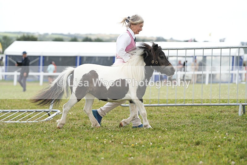 DSC06848 - Class 60: Coloured Pony 4yrs & over