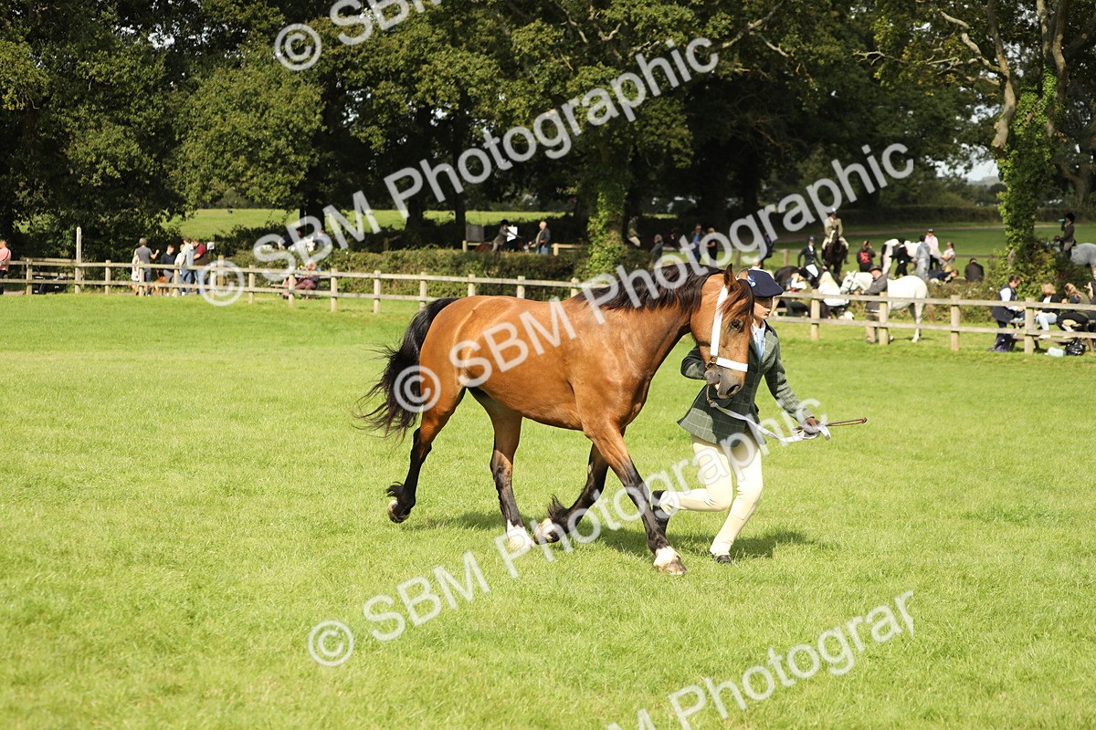 SBM_65473 - S47 - Mountain & Moorland In Hand Large Breeds