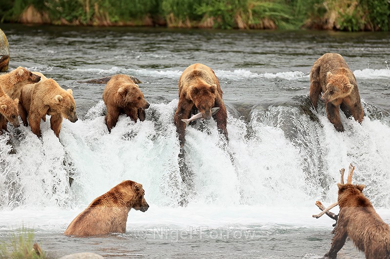 Eight Brown Bears fishing for Sockeye Salmon, Brooks Falls, Alaska - Brown Bear