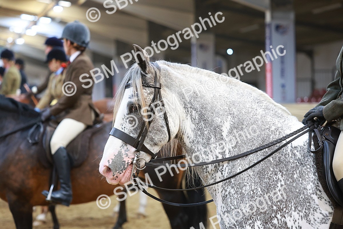SBM_12497 - Class 103 - HOYS Veteran Qualifier - Ridden Pre Vet