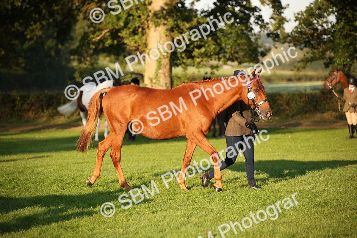 SBM_56881 - S49 - Riding Horse & Hack & Thoroughbred In Hand