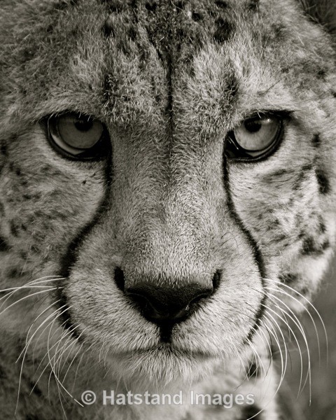 Cheetah - nature