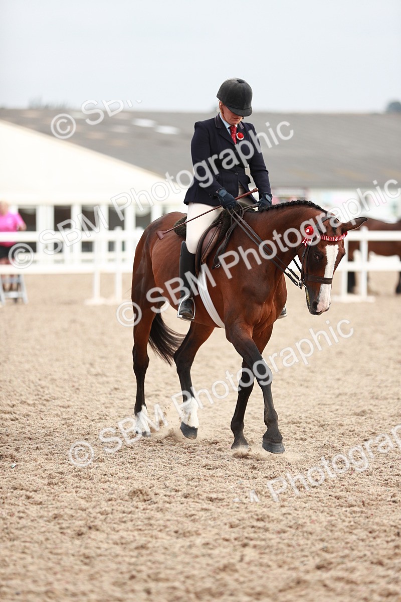 SBM_17595 - Class 215 Ridden Hack/ Riding Horse